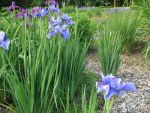 iris-sibirica-percheron-2