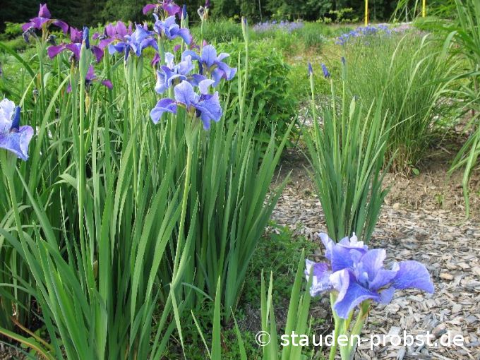 Iris sibirica 'Percheron' - Sibirische Schwertlilie