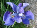 iris-sibirica-percheron