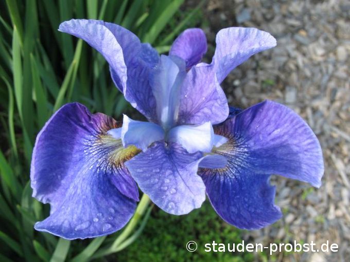 Iris sibirica 'Percheron' - Sibirische Schwertlilie