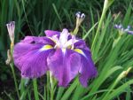 iris-sibirica-schoarnbladl-3