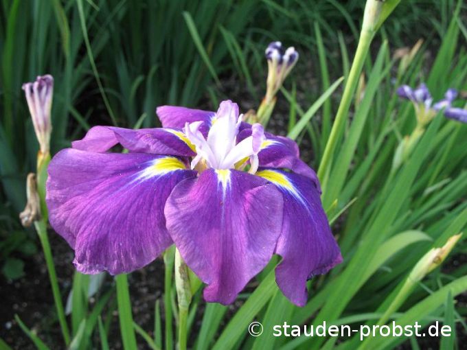 Iris sibirica 'Schoarnbladl' - Sibirische Schwertlilie