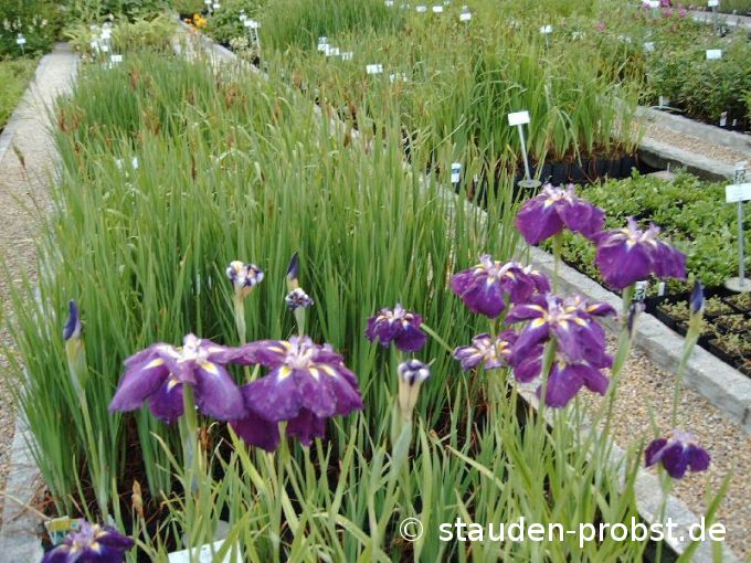 Iris ensata 'Schoarnbladl' - Sibirische Schwertlilie