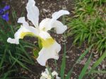 iris-sibirica-snow-crest-2