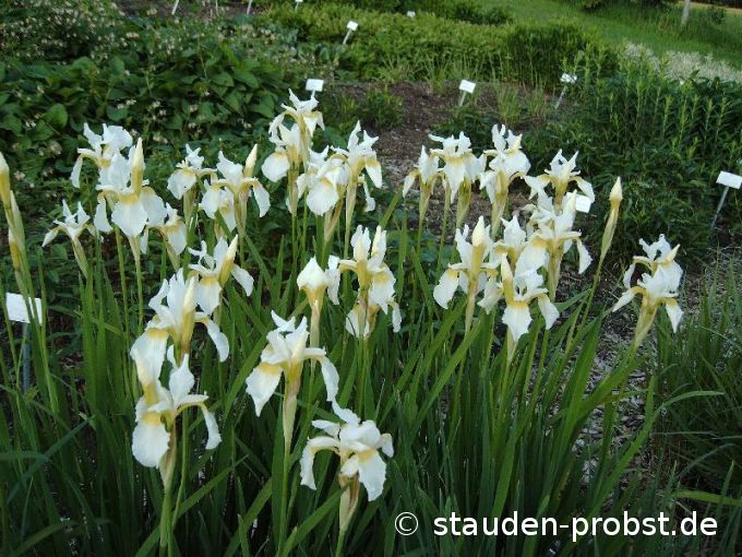 Iris sibirica 'Snow Crest' - Sibirische Schwertlilie