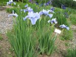 iris-sibirica-steve-varner-2