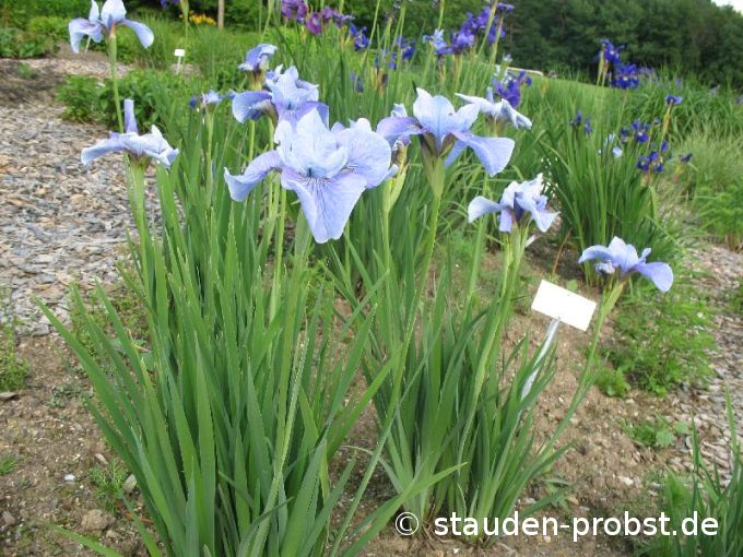 Iris sibirica 'Steve Varner' - Sibirische Schwertlilie