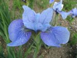 iris-sibirica-steve-varner