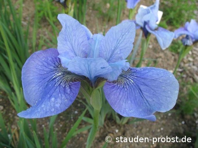 Iris sibirica 'Steve Varner' - Sibirische Schwertlilie