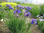 iris-sibirica-sweet-surrender-2