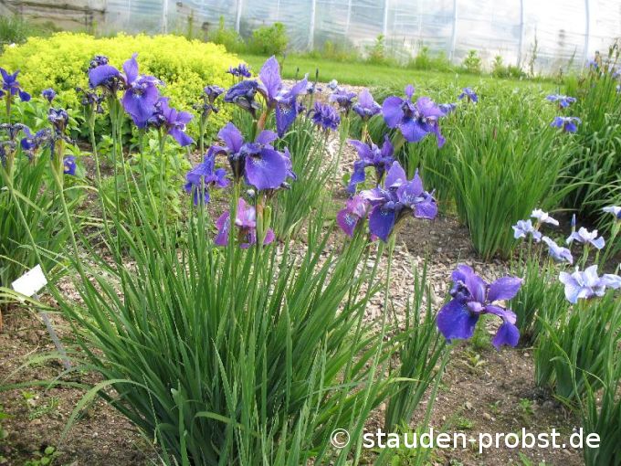 Iris sibirica 'Sweet Surrender' - Sibirische Schwertlilie