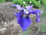 iris-sibirica-sweet-surrender