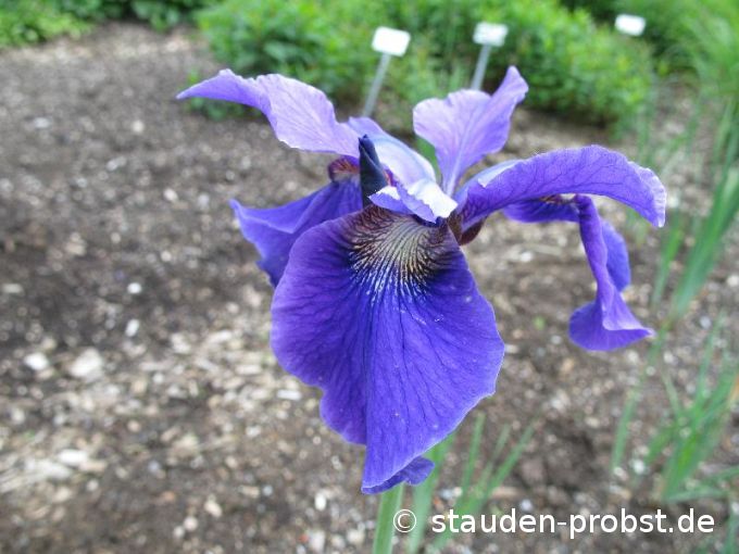 Iris sibirica 'Sweet Surrender' - Sibirische Schwertlilie
