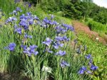 iris-sibirica-taubenblau-2