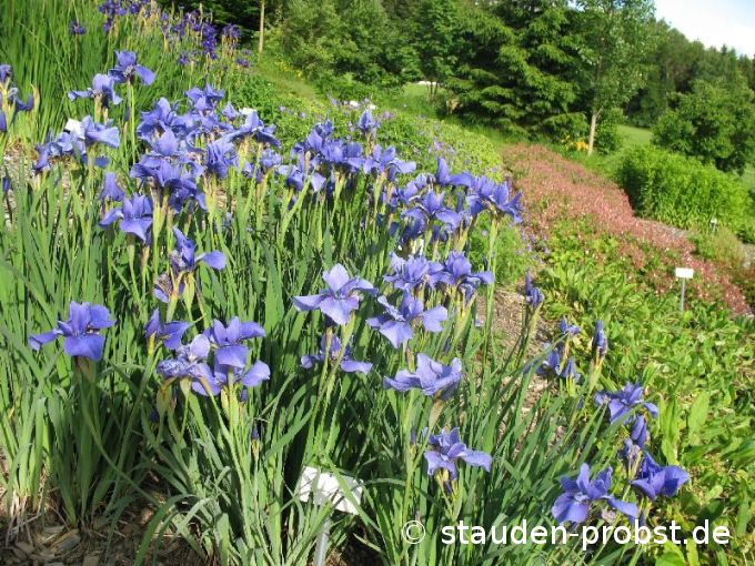 Iris sibirica 'Taubenblau' - Sibirische Schwertlilie