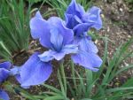 iris-sibirica-taubenblau