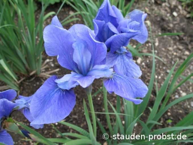 Iris sibirica 'Taubenblau' - Sibirische Schwertlilie