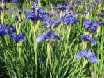 iris-sibirica-vi-luihn-2