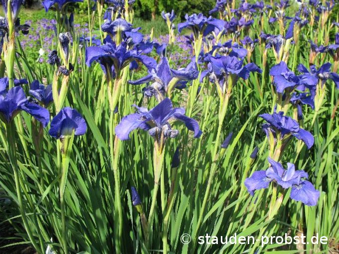 Iris sibirica 'Vi Luihn' - Sibirische Schwertlilie