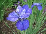 iris-sibirica-vi-luihn