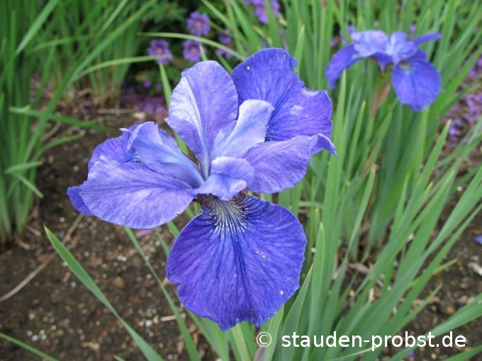 Iris sibirica 'Vi Luihn' - Sibirische Schwertlilie