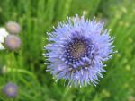 jasione-laevis-blaulicht