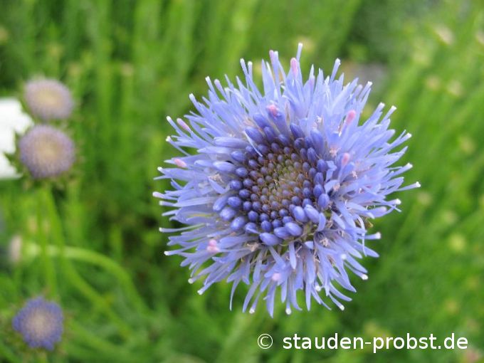 Jasione laevis 'Blaulicht' - Sandglöckchen