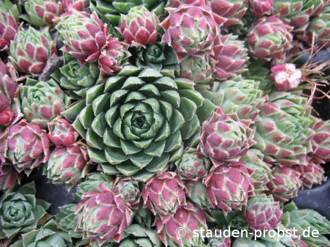 Jovibarba 'Emerald Spring' - Steinrose