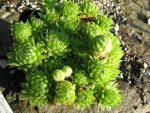 jovibarba-globifera-ssp-allionii-la-madonne-de-fenestre-2