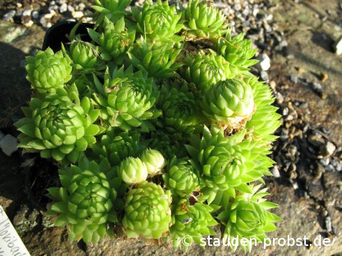 Jovibarba globifera ssp. allionii 'La Madonne de Fenestre' - Sternwurz