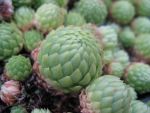 jovibarba-globifera-ssp-allonii-la-madame-de-fenestre