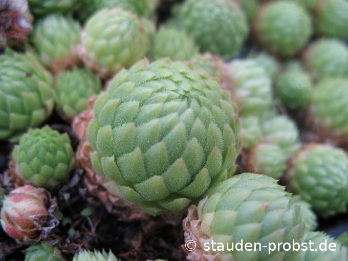 Jovibarba globifera ssp. allonii 'La Madonne de Fenestre' - Steinrose