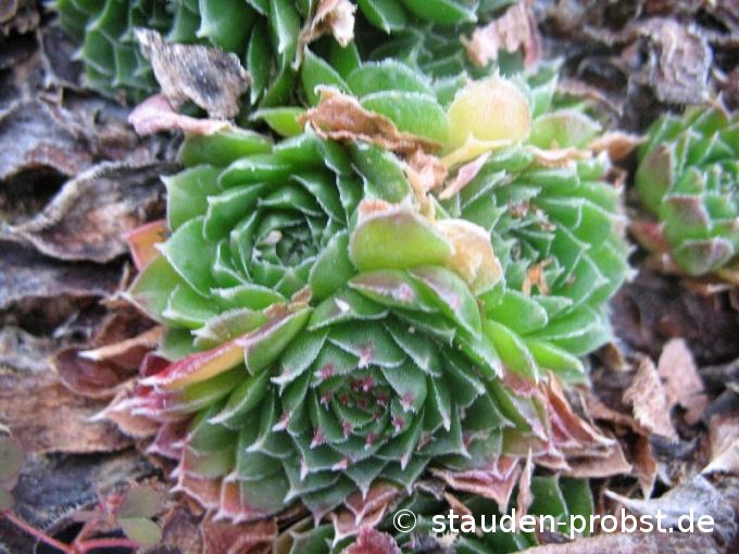 Jovibarba heuffelii v. regina-amaliae - Bronzewirbelsteinwurz