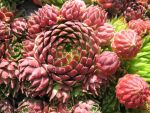 jovibarba-globifera-ssp-hirta