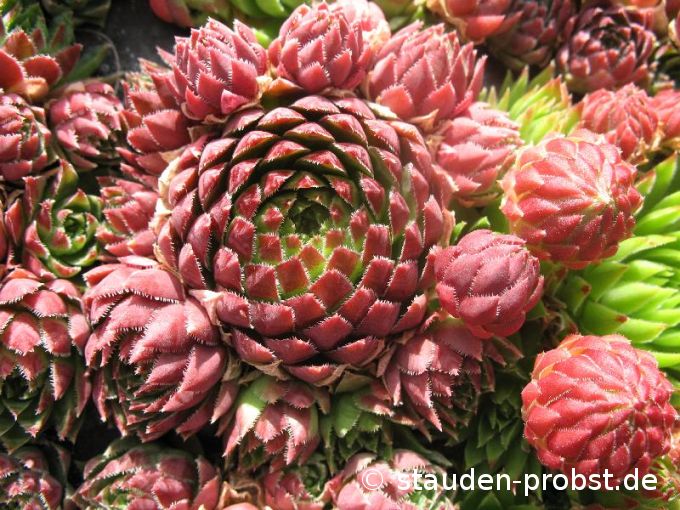 Jovibarba globifera ssp. hirta - Steinrose, Kurzhaar Fransenhauswurz
