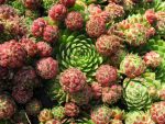 jovibarba-sobolifera-3