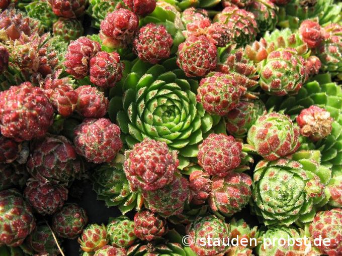 Jovibarba sobolifera - Steinrose