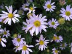 kalimeris-incisa-blue-star-2