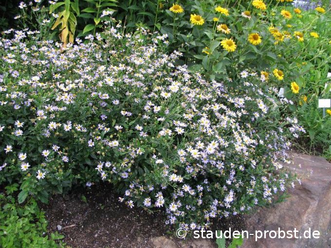 Kalimeris incisa 'Blue Star' - Schönaster