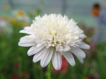 kalimeris-pinnatifida-var-hortensis