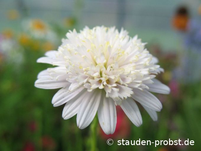 Kalimeris pinnatifida var. hortensis - Japan - Schönaster