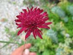 knautia-macedonica
