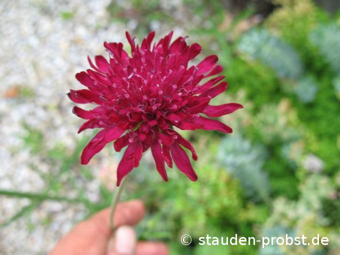 Knautia macedonica - Mazedonische Witwenblume
