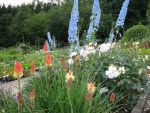 kniphofia-uvaria-grandiflora-2
