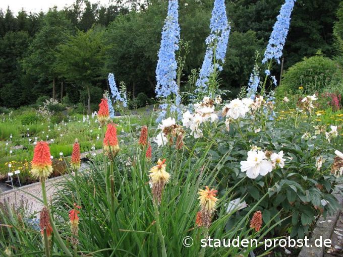 Kniphofia uvaria 'Grandiflora' - Fackellilie
