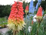 kniphofia-uvaria-grandiflora