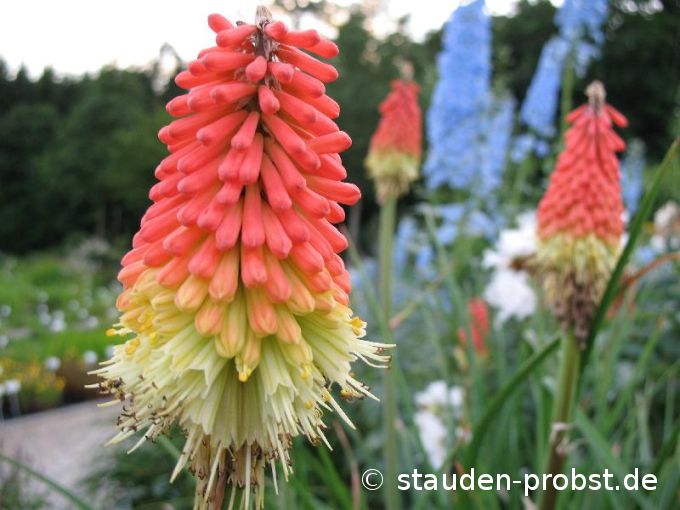 Kniphofia uvaria 'Grandiflora' - Fackellilie