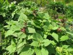 lamium-orvala-2