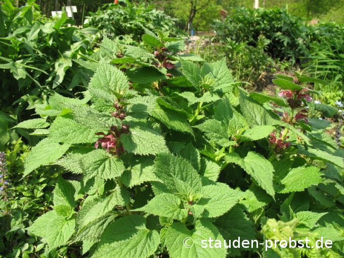 Lamium orvala - Großblütige Taubnessel