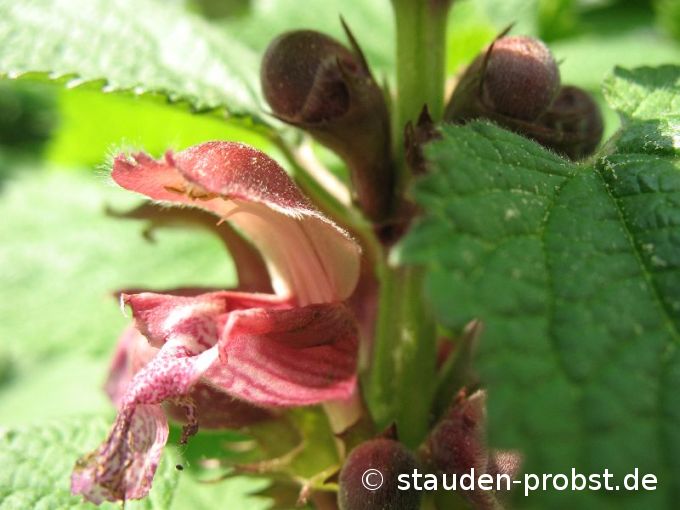 Lamium orvala - Großblütige Taubnessel